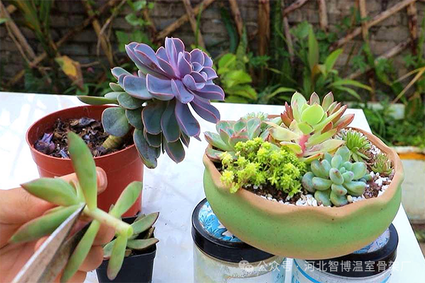 大棚种植什么利润最好_大棚种植什么赚钱快不愁卖_大棚种植什么最赚钱最好种
