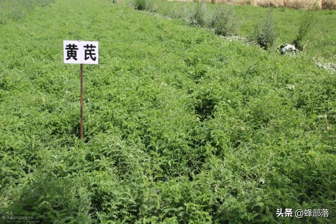 图片[2]-种什么中药材最赚钱-2022年农村种植什么好？中药材种植商机已现，提前了解-优创圈