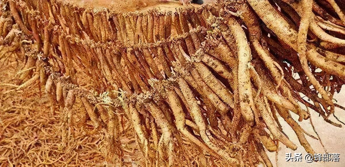 图片[4]-种什么中药材最赚钱-2022年农村种植什么好？中药材种植商机已现，提前了解-优创圈