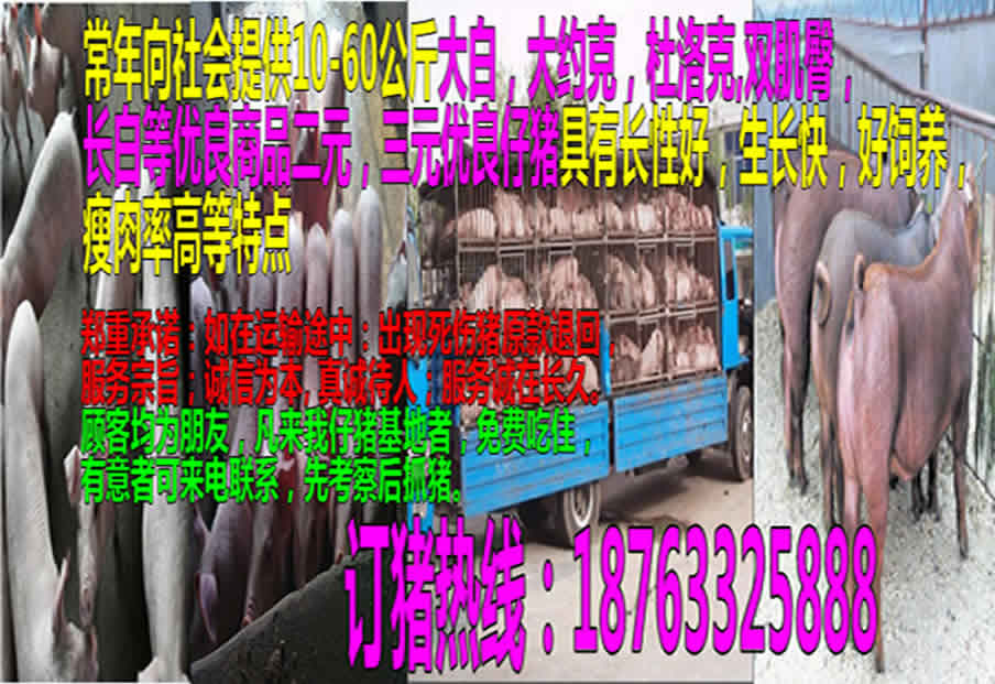 湖北养殖业什么最赚钱农村-福建养猪和鸡那个利润高-优创圈