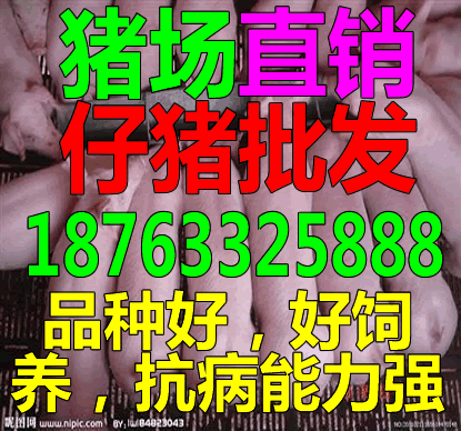 湖北养殖业什么最赚钱农村_湖北养殖基地_湖北养殖业什么最合适