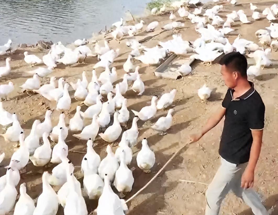 在内蒙古做什么赚钱-内蒙小伙放弃留学回乡创业，水上养雁水下养鱼，一个月卖300万！-优创圈