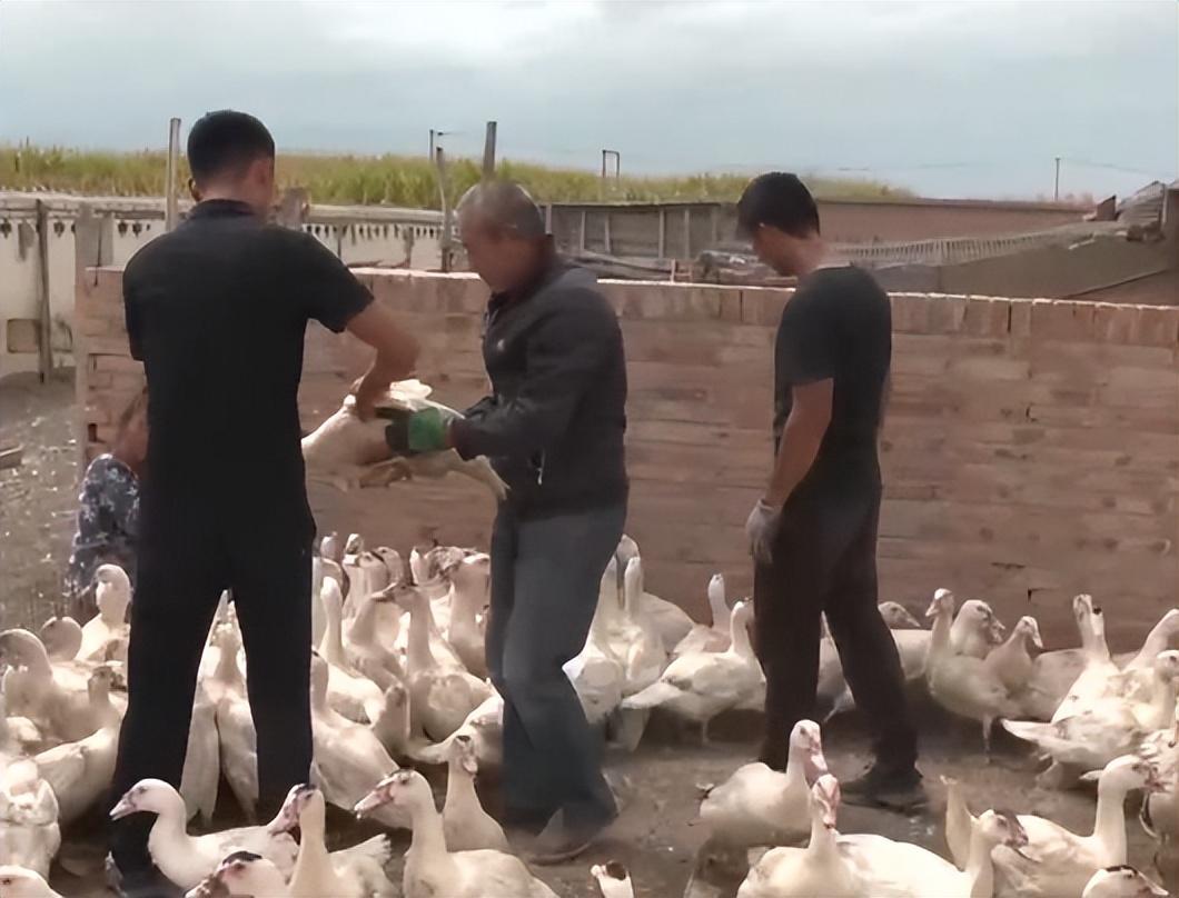 在内蒙古做什么赚钱_内蒙古做什么能致富_内蒙古最赚钱的行业