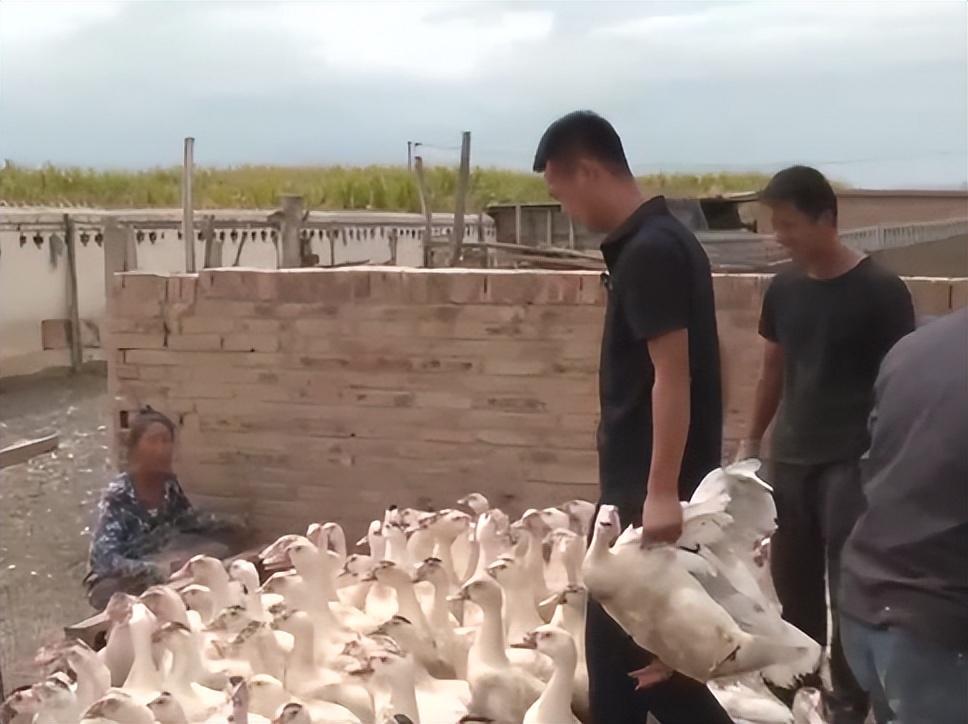 在内蒙古做什么赚钱_内蒙古做什么能致富_内蒙古最赚钱的行业
