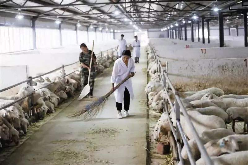 图片[16]-在内蒙古做什么赚钱-大哥花4万买了两堆羊粪，却能靠它赚取3000万！他是如何做的？-优创圈
