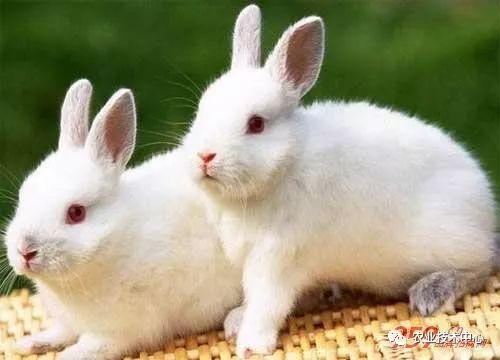 云南养殖业什么最赚钱农村-养殖业什么最赚钱_农村养殖业致富项目推荐-优创圈