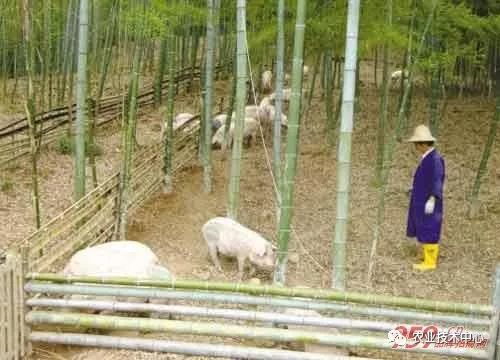 云南养殖业致富项目_云南农村养殖项目_云南养殖业什么最赚钱农村
