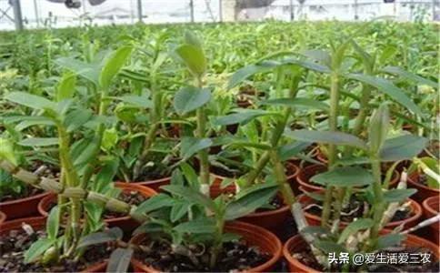 赚钱养什么_养啥好养还赚钱_养值什么好养赚钱快