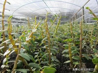 养值什么好养赚钱快_养啥好养还赚钱_赚钱养什么