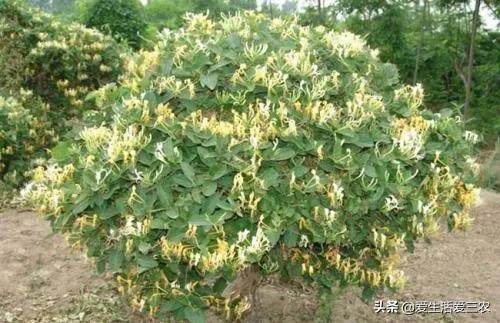 赚钱养什么_养啥好养还赚钱_养值什么好养赚钱快