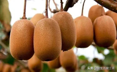 养啥好养还赚钱_养值什么好养赚钱快_赚钱养什么