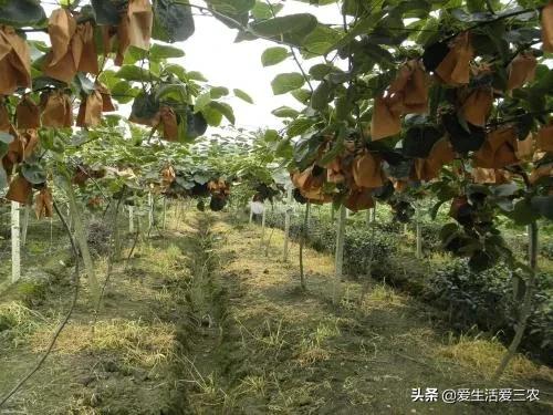 养啥好养还赚钱_赚钱养什么_养值什么好养赚钱快