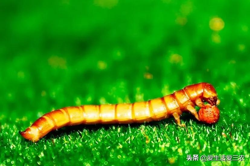 养啥好养还赚钱_赚钱养什么_养值什么好养赚钱快