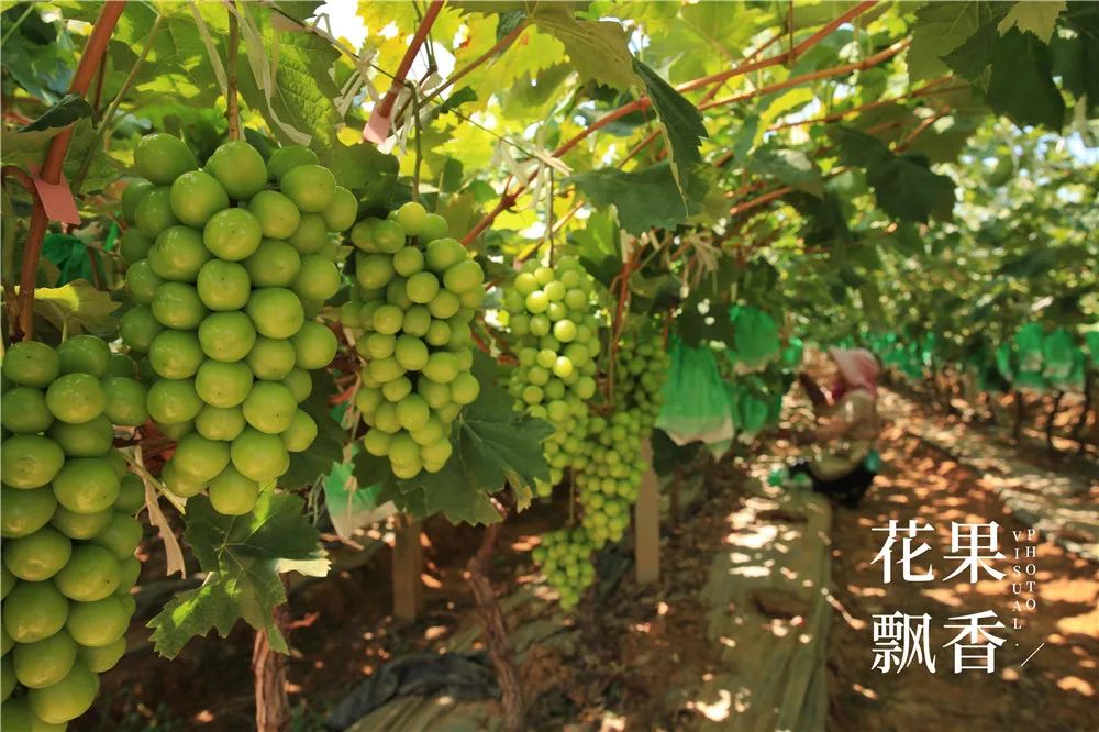 有地做什么好_有地可以做什么项目好_有20亩地能做什么赚钱