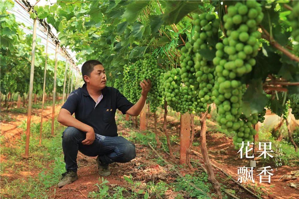 有20亩地能做什么赚钱_有地做什么好_有地可以做什么项目好