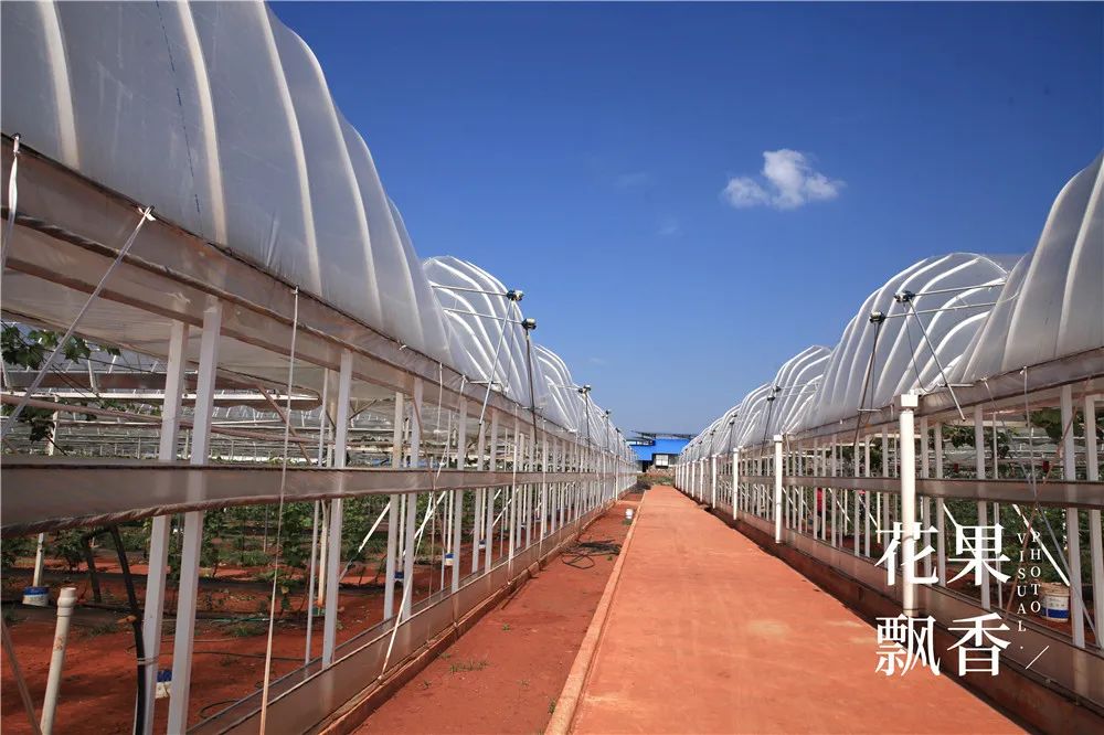 有20亩地能做什么赚钱_有地做什么好_有地可以做什么项目好