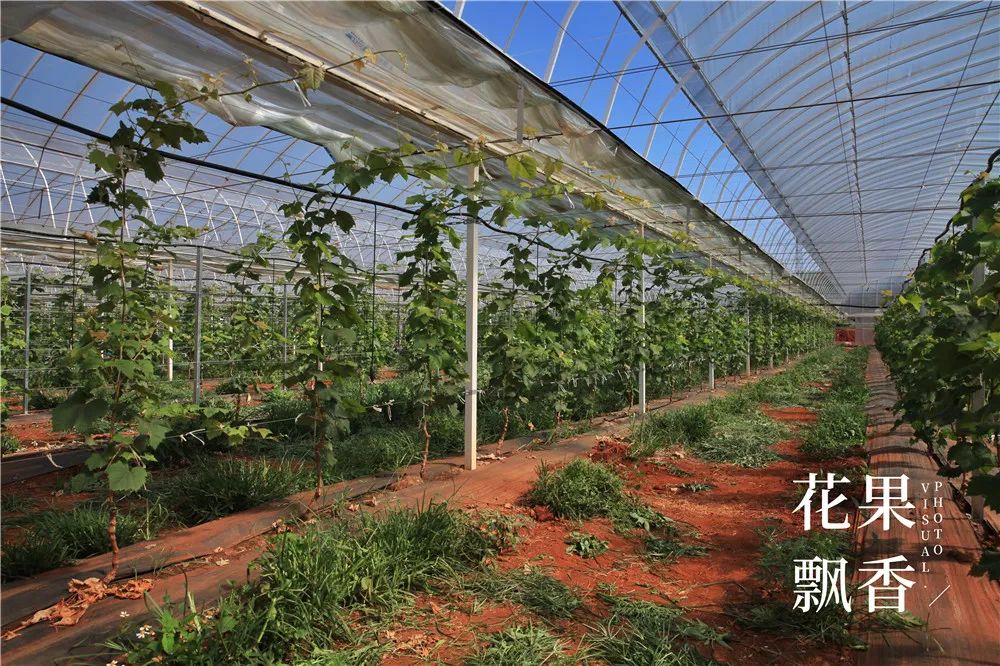 有地做什么好_有地可以做什么项目好_有20亩地能做什么赚钱