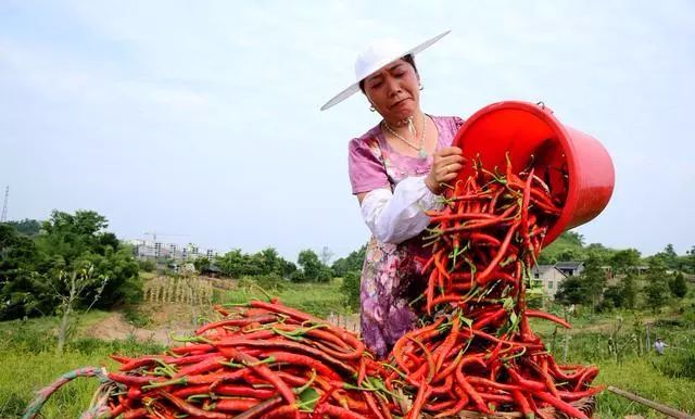 蔬菜赚钱游戏_蔬菜赚钱游戏提现_什么蔬菜赚钱