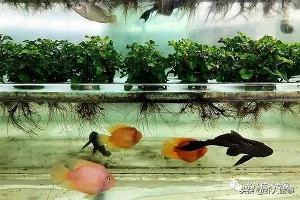 养殖水产赚钱不_水产养殖什么赚钱_养殖水产赚钱吗现在