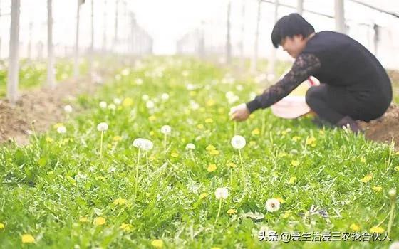 什么项目好赚钱_赚钱好项目有哪些_赚钱好项目优质推荐