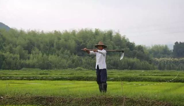 农村地种什么利润大_农村种地赚钱吗_农村地里种什么赚钱