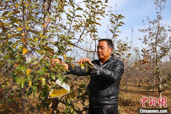 甘肃种植什么最赚钱-甘肃西峰果农科学种植“致富果”携手村民奔小康路-优创圈