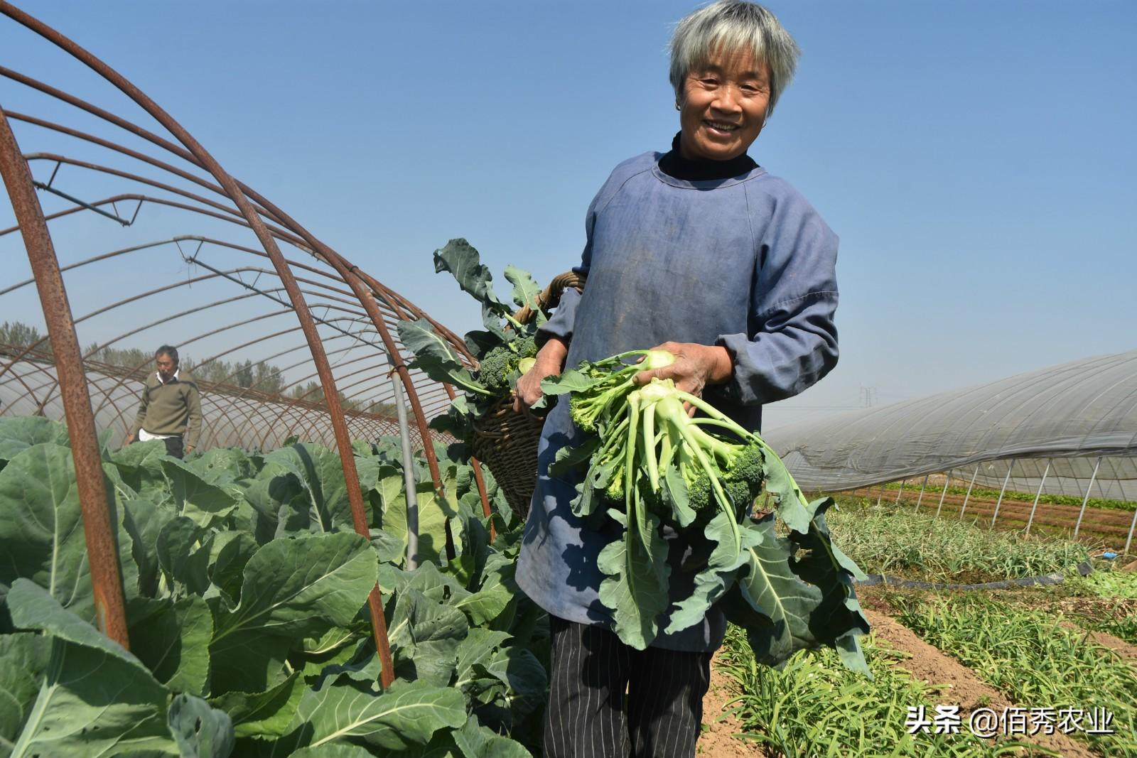 现在地里种什么最赚钱 农村老人的幸福生活，种植2亩蔬菜，每年收入3万元活得有尊严-侠客笔记