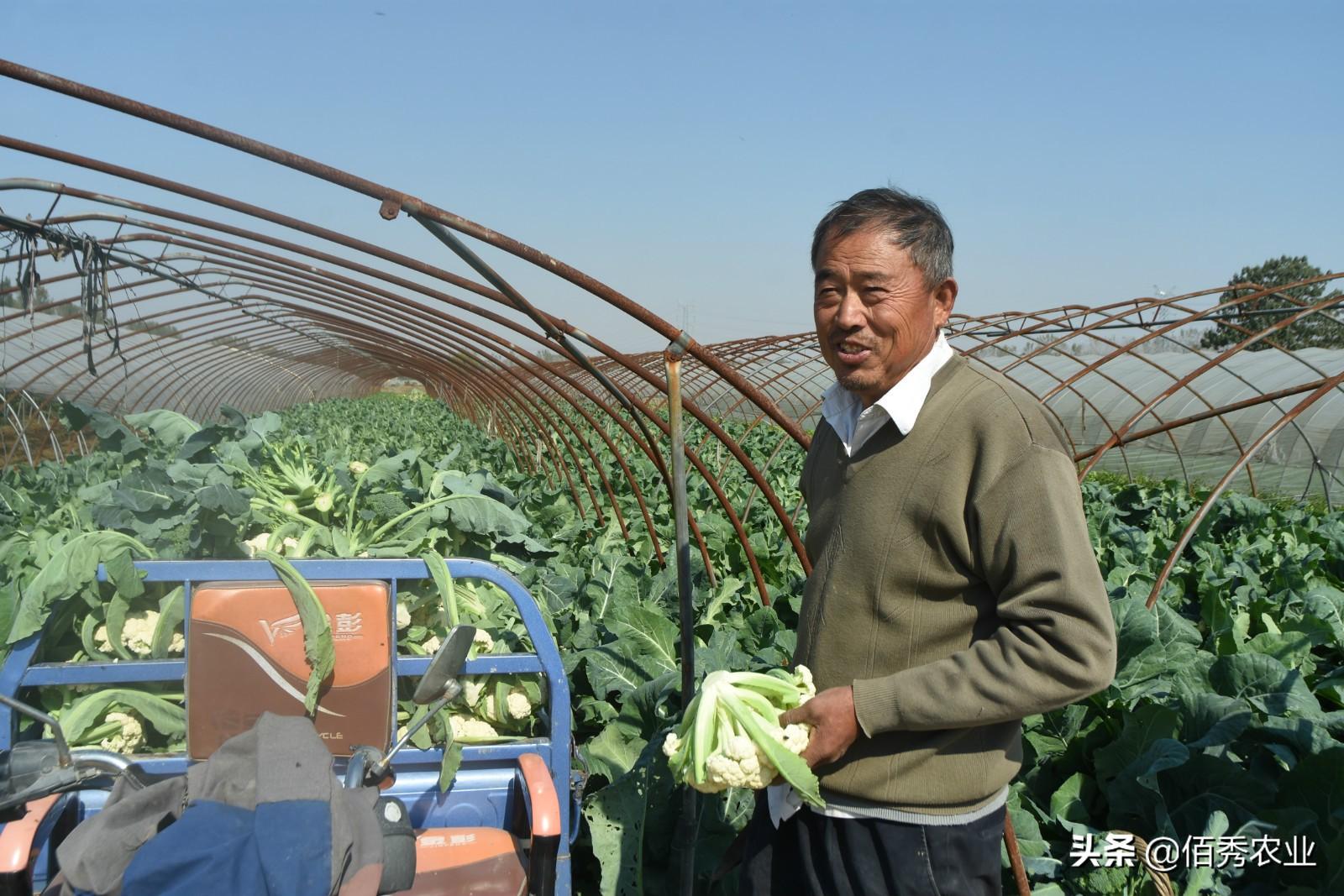 现在地里种什么最赚钱_有一个种地赚钱的软件叫什么_农场种蔬菜赚钱中文版