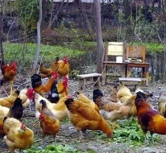 养殖动物赚钱_乡下养什么动物赚钱_乡下养赚钱动物的说说