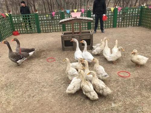 在镇上做什么赚钱_赚钱小镇_乡镇赚钱