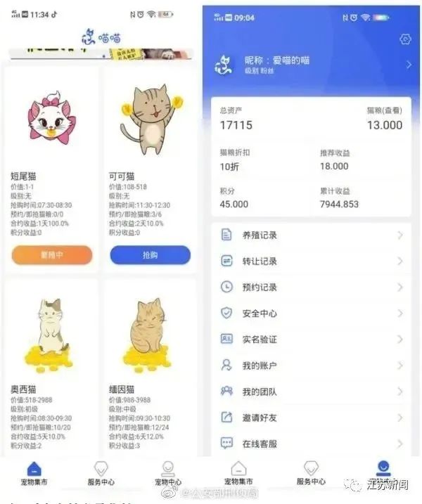养什么猫最赚钱_养猫能赚多少钱_赚钱养猫猫