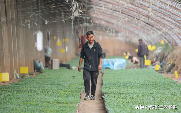 在镇上做什么赚钱 4类农村集市上的小生意，做的好远比外出打工赚得多！你试试吗？-侠客笔记