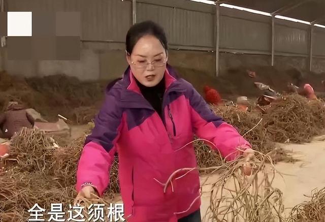 甘肃种植什么最赚钱_甘肃种植什么好_甘肃种树赚钱吗