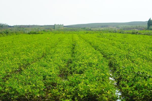 甘肃种树赚钱吗_甘肃种植什么最赚钱_甘肃种植什么好
