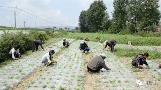 能在家养赚钱的小孩_能在家养赚钱的生意_在家能养什么赚钱
