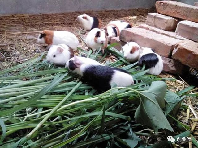 能在家养赚钱的生意_在家能养什么赚钱_能在家养赚钱的小孩