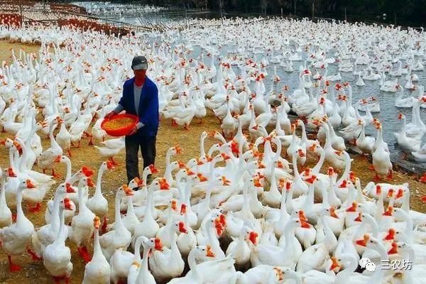 农村养殖赚钱的门路_养殖搞赚钱农村有补贴吗_农村搞什么养殖赚钱