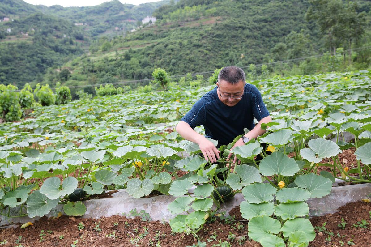 农村荒山种植什么不愁销路_荒山种植视频_农村荒山种植什么赚钱