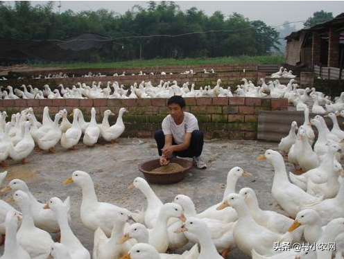 养什么赚钱游戏_养点什么能赚钱_可以养殖赚钱的小宠物