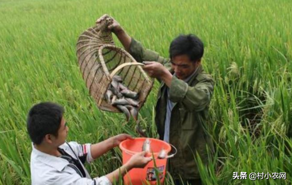 养什么赚钱游戏_养点什么能赚钱_可以养殖赚钱的小宠物