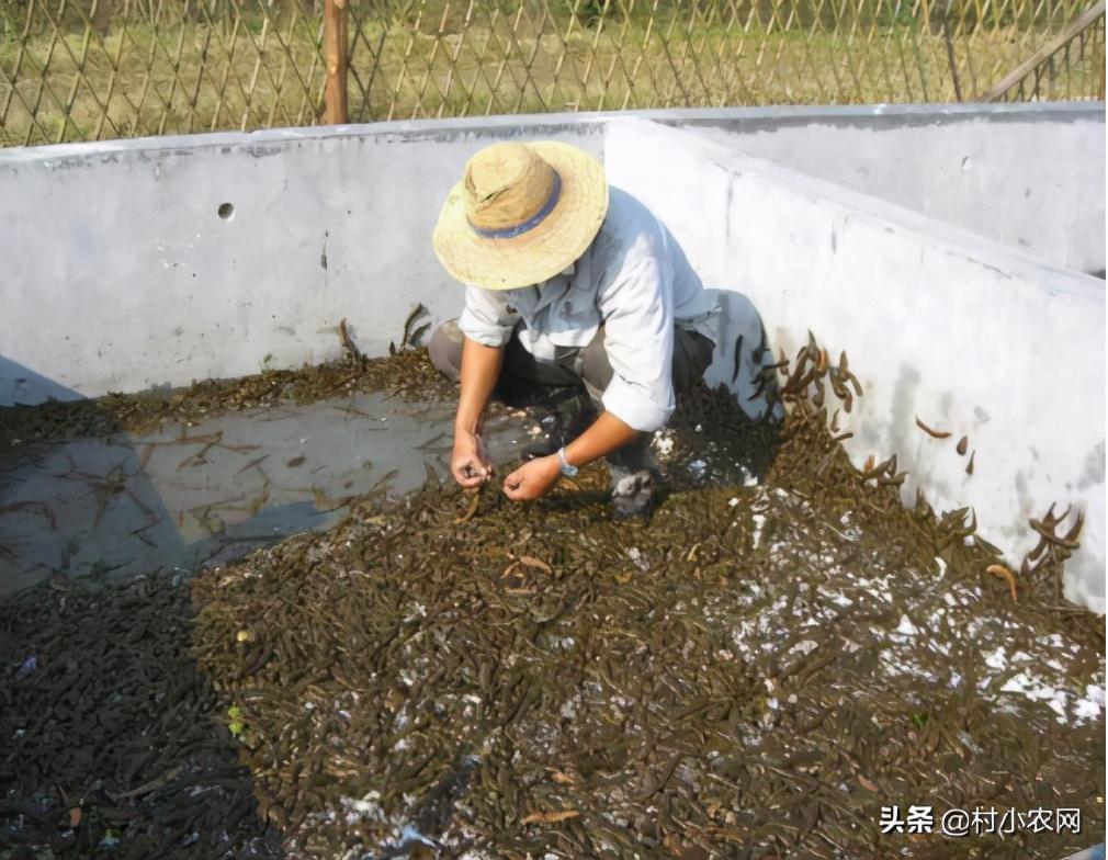 养什么赚钱游戏_养点什么能赚钱_可以养殖赚钱的小宠物