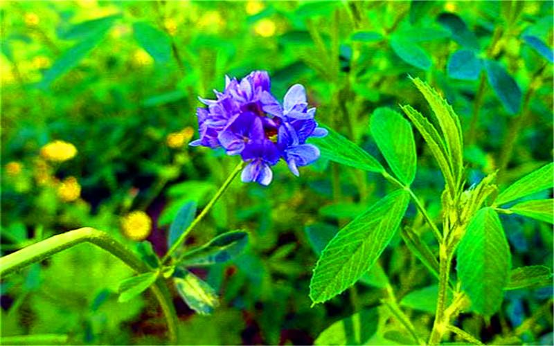 农村荒山种植什么好_种植赚钱农村荒山怎么办_农村荒山种植什么赚钱