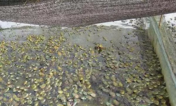 农村种什么赚钱最快_农村种植生意有钱_农村种植赚钱