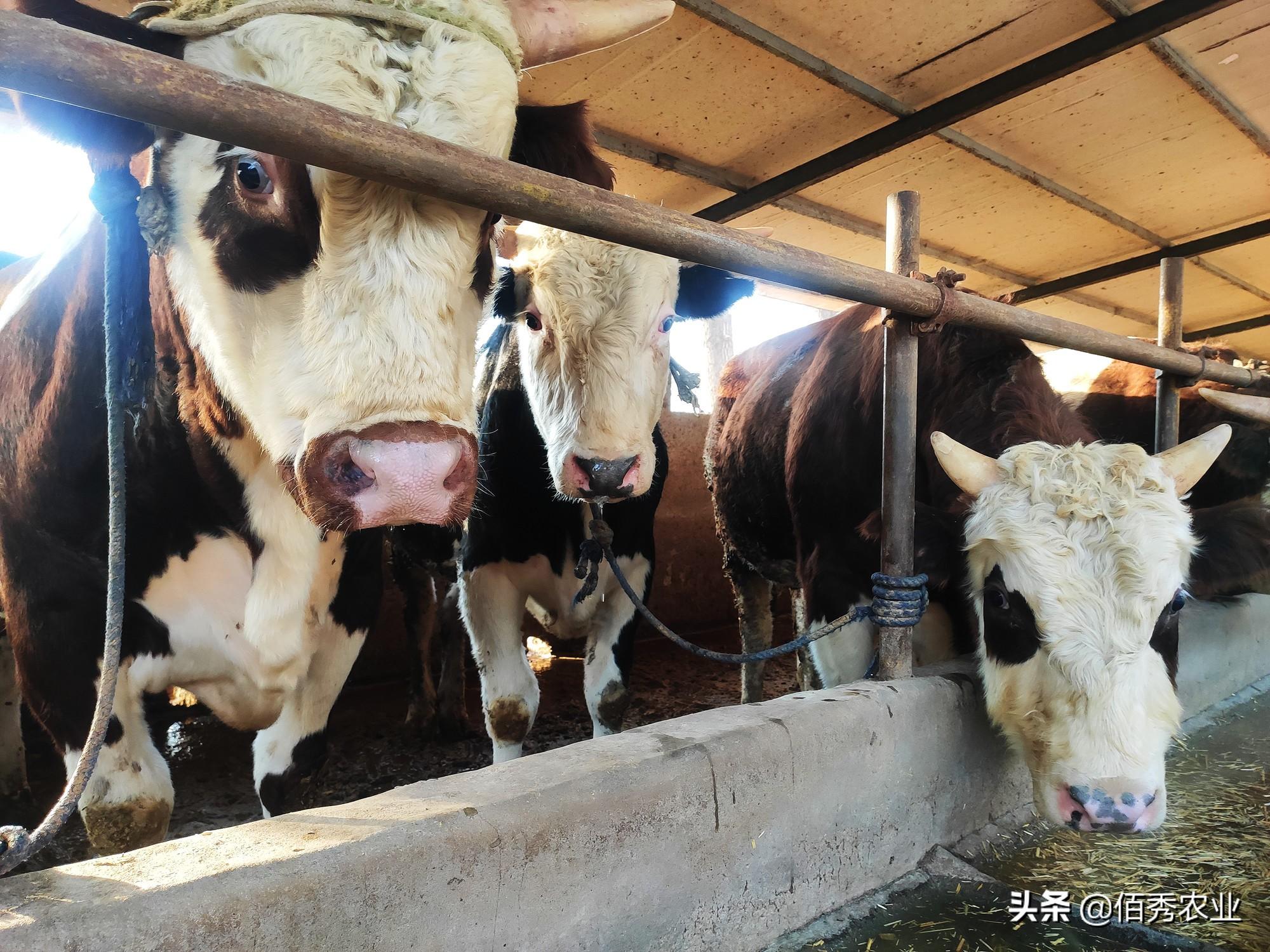 在家副业养殖种植_家里养殖副业_种植或者养殖啥赚钱