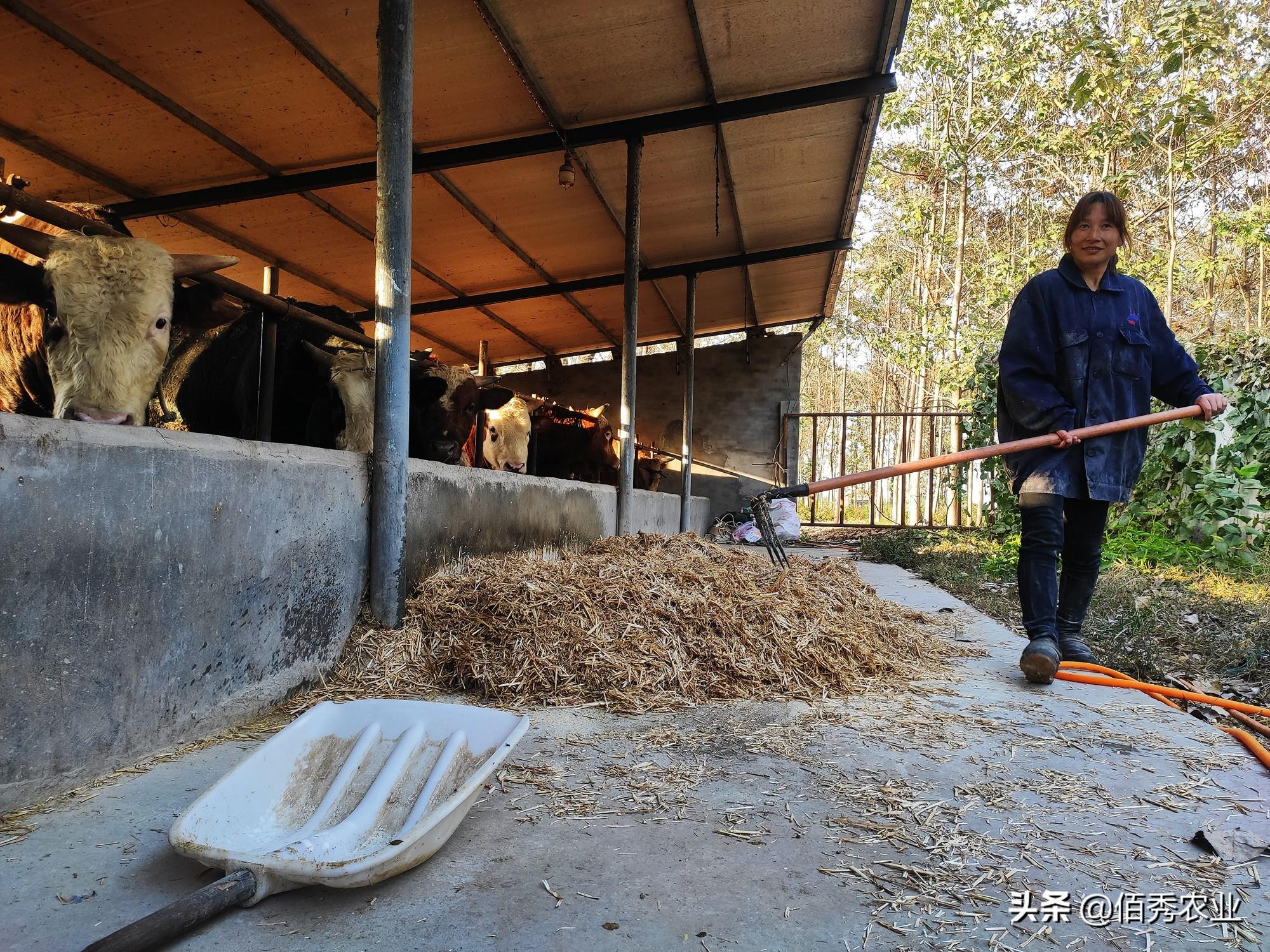 种植或者养殖啥赚钱_在家副业养殖种植_家里养殖副业