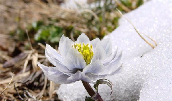 今年种什么药材赚钱_2020年药材种植什么最赚钱_现在啥药材最赚钱