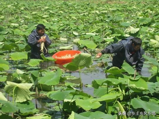 搞副业在家收入不好吗_搞在家副业里做什么好_在家里搞什么副业