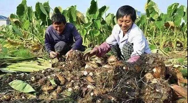 广西种植什么果树赚钱-他，广西人，靠种植香芋，年入15万，再也不用外出打工了，为啥-优创圈