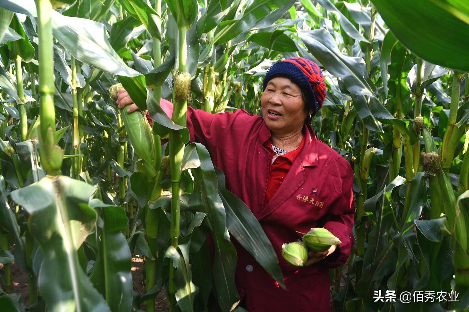 现在土地种什么最赚钱_现在土地种什么赚钱_种地赚钱么