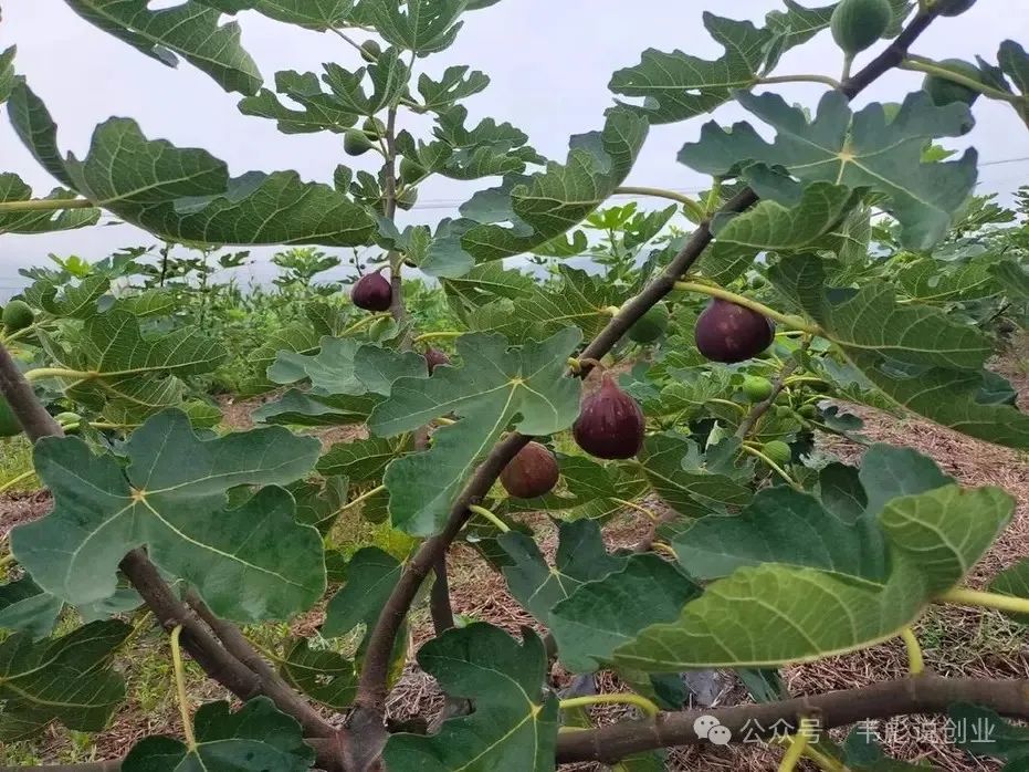 在农村大棚种什么赚钱_大棚赚钱农村种什么好_农村种大棚怎么样